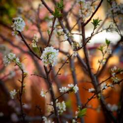 Fotografía de flores Nueva Sevilla Caramano