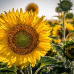 Fotografo Sevilla Girasol Caramano